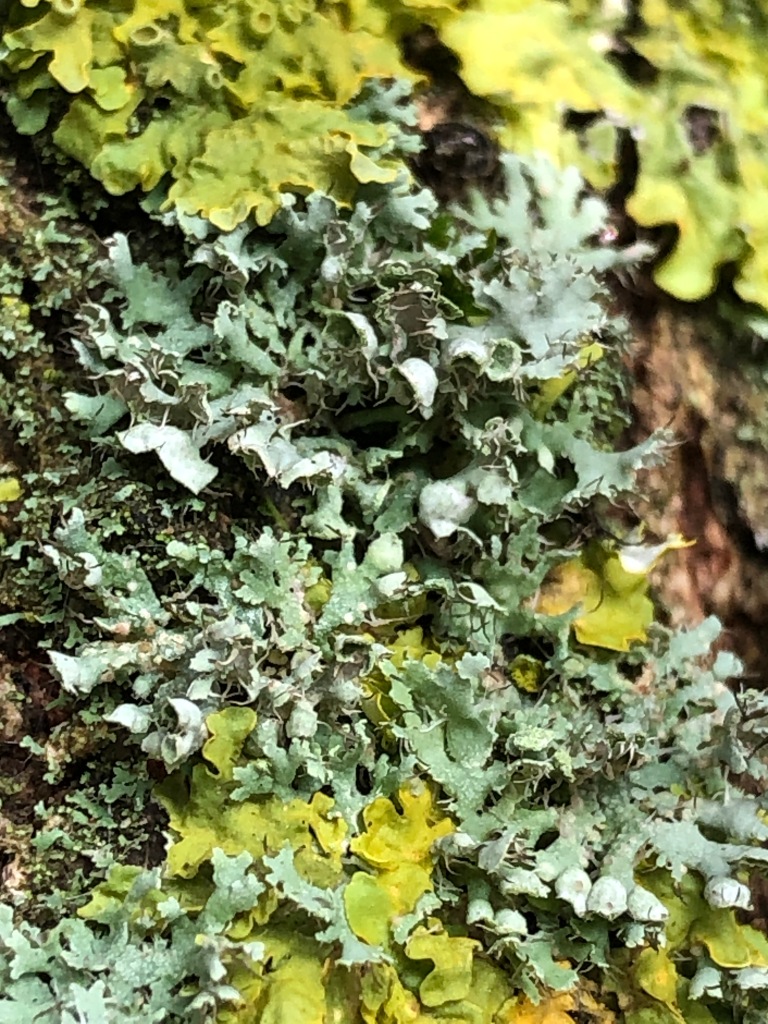 Luscious Lichen